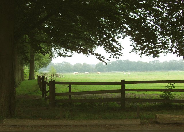ommen.jpg