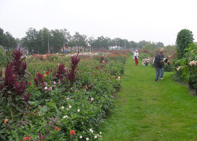 plukbloemenzee.jpg